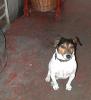 Bertie the dog_thumb.jpg 2.3K